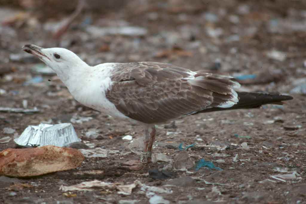 1002x660 pixels (37K)